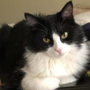 Meet your Posher, Carmen